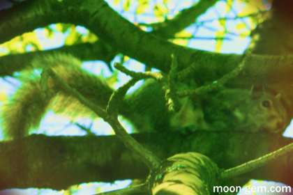 Squirrel 02